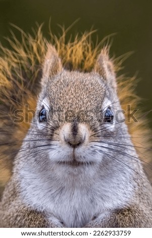 Similar – Image, Stock Photo closeup of hungry grey squirrel