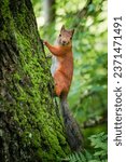 A cute squirrel sitting on a tree in Seurasaari, Helsinki, Finland