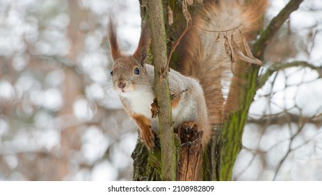 A cute squirrel sitting on a tree branch
