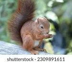 Cute squirrel sitts and eat