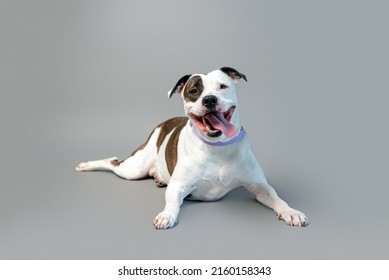 is a pitbull a domestic dog