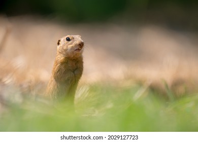 Cute Standing Ground Squirrel Watching A Predator In Front Of A Burrow In The Muránska Planina National Park In Slovakia