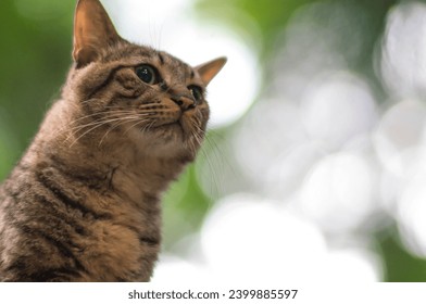
					A cute stray cat living in a Japanese forest with beautiful sunlight filtering through the trees
