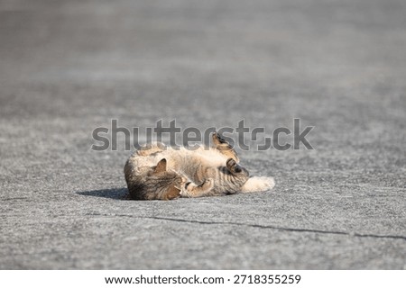 A cute stray cat lying down to show off