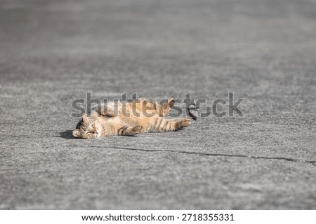 A cute stray cat lying down to show off