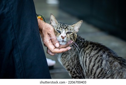 Cute Stray Cat Pampering A Cat Lover Girl