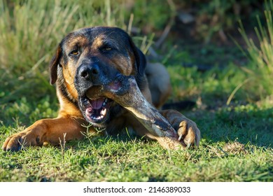 Cute Stray Dog Eating A Huge Bone