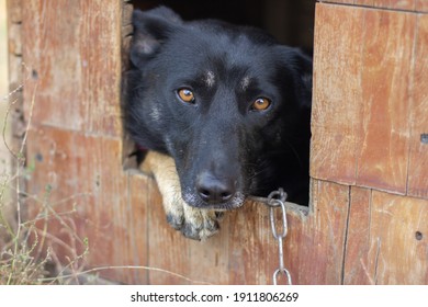 Cute Stray Dog Face In Dog House With Chain. Animal Protection, Animal Cruelty Concept. Black Sad Domesticated Dog On Leash Closeup.