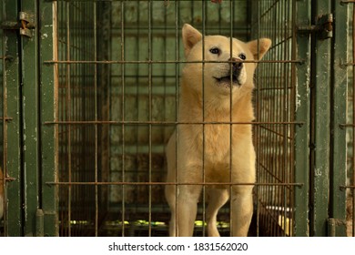 A Cute Stray Dog Inside A Cage In A Shelter