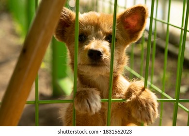 A Cute Stray Dog Inside A Cage In A Shelter