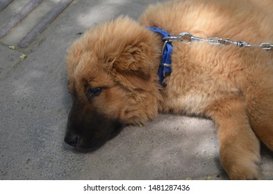 Cute Stray Dog Resting In The Shade.