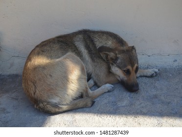 Cute Stray Dog Resting In The Shade.