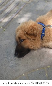 Cute Stray Dog Resting In The Shade.