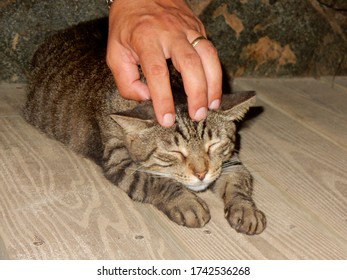 Cute Stray Kitten With Its Eyes Closed Enjoying A Head Rub 