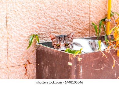 Cute Street Cat In Ajami, Jaffa, Israel