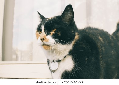 A cute street cat in Amsterdam, strolling along the charming cobbled streets, with canals and historic buildings in the background - Powered by Shutterstock