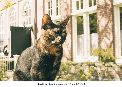 A cute street cat in Amsterdam, strolling along the charming cobbled streets, with canals and historic buildings in the background - Powered by Shutterstock