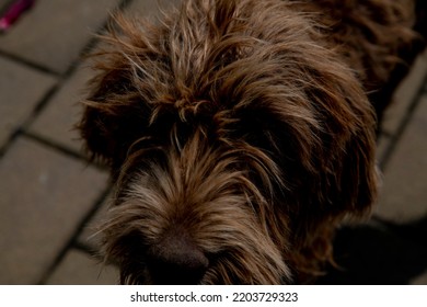 Cute Street Dog. Dog Portrait.