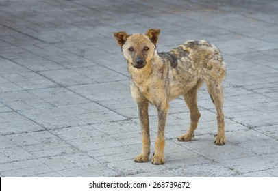 Cute Street Dog Recovered From Ringworm