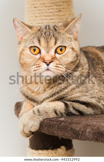 Cute Strip Female British Shorthair Yellow Royalty Free Stock Image