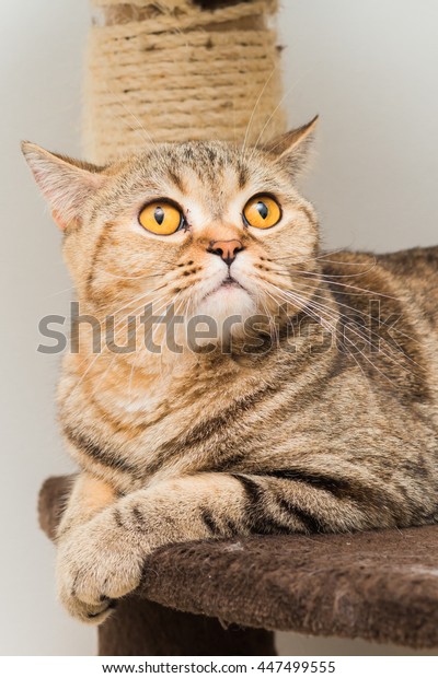 Cute Strip Female British Shorthair Yellow Stock Photo Edit Now