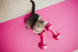 Cute Striped Cat Sitting With Fitness Dumbbells On Pink Yoga-mat On Floor At Home. 