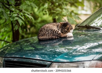 932 Cat On The Hood Of The Car Images, Stock Photos & Vectors ...