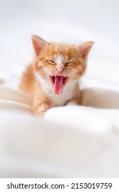 Cute Striped Ginger Kitten Yawn Sleeping Lying White Blanket On Bed. Concept Of Adorable Little Cats. Relax Domestic Pets. Looking At Camera