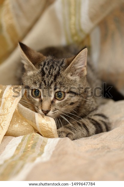 Cute Striped Kitten European Shorthair Animals Wildlife Stock Image