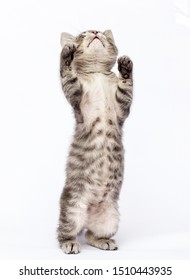 cute striped kitten looks up on a white background - Shutterstock ID 1510443935