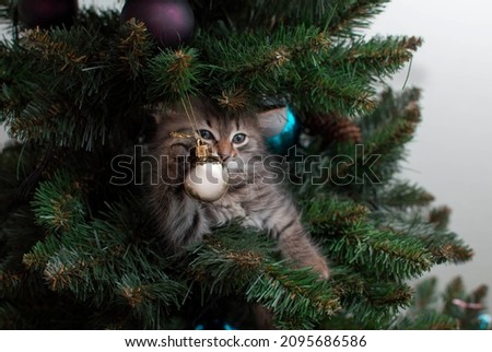Cute striped kitten on Christmas tree playing with decoration. Naughty cute kitten. The concept of pets. Happy New Year.
