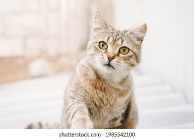 Chat Rigolo Images Photos Et Images Vectorielles De Stock Shutterstock