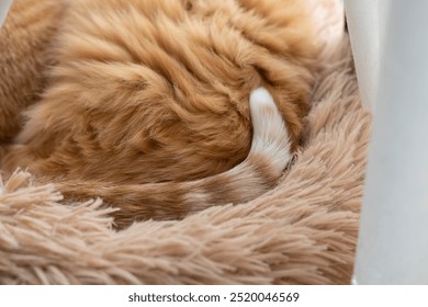 Cute striped tail of a sleeping cat - Powered by Shutterstock