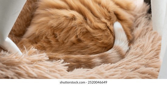 Cute striped tail of a sleeping cat - Powered by Shutterstock