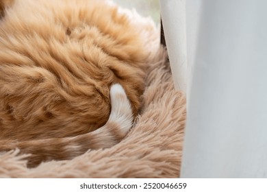 Cute striped tail of a sleeping cat - Powered by Shutterstock