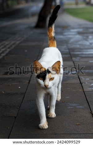 Cute stripped cat stretches on the sidewalk