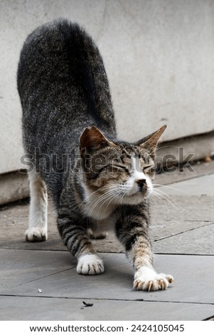 Cute stripped cat stretches on the sidewalk