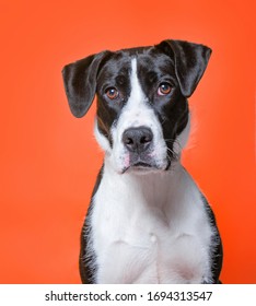 Cute Studio Photo Of A Shelter Dog On A Isolated Background