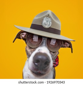 cute studio photo of a shelter dog in a costume on a isolated background - Shutterstock ID 1926970343