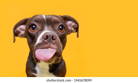 cute studio shot of a dog on an isolated background 