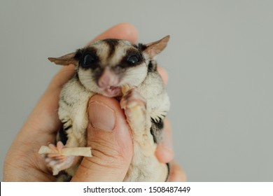 Cute Sugar Glider eats snack in the hand.