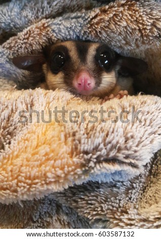 Cute sugar glider in her blanket