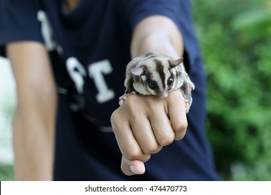 Cute sugar glider household pet sitting on the hand of a female.
