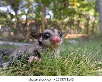 a cute sugar glider who is walking on the grass