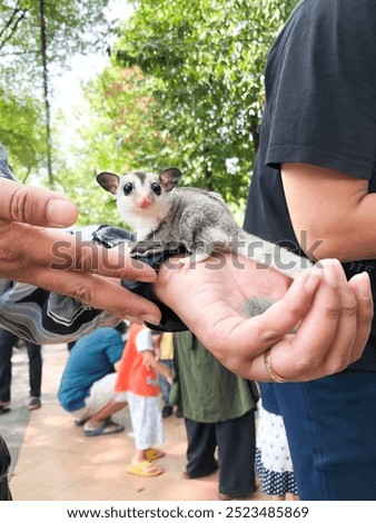 A cute sugarglider with a gray and black pattern on the hand of a woman wearing a gold ring