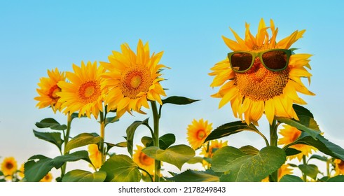 Cute Sunflowers Facing The Sun At Sunrise