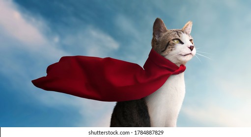 Cute Super Hero Cat With His Red Cape Watching The Horizon - Blue Sky Background
