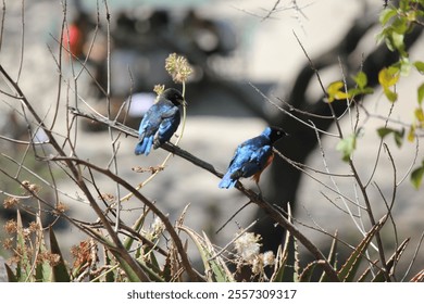 The cute superb starling birds perched on the branch of a tree - Powered by Shutterstock