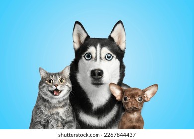 Cute surprised animals on light blue background. Tabby cat, Siberian Husky and Chihuahua dogs with big eyes