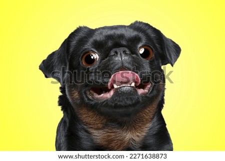 Cute surprised Petit Brabancon dog with big eyes on yellow background